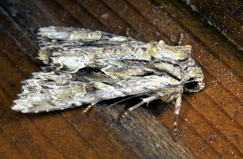 Réf. 336 786 : Apamea monoglypha